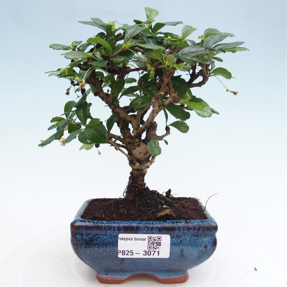Izbová bonsai - Carmona macrophylla - Čaj fuki