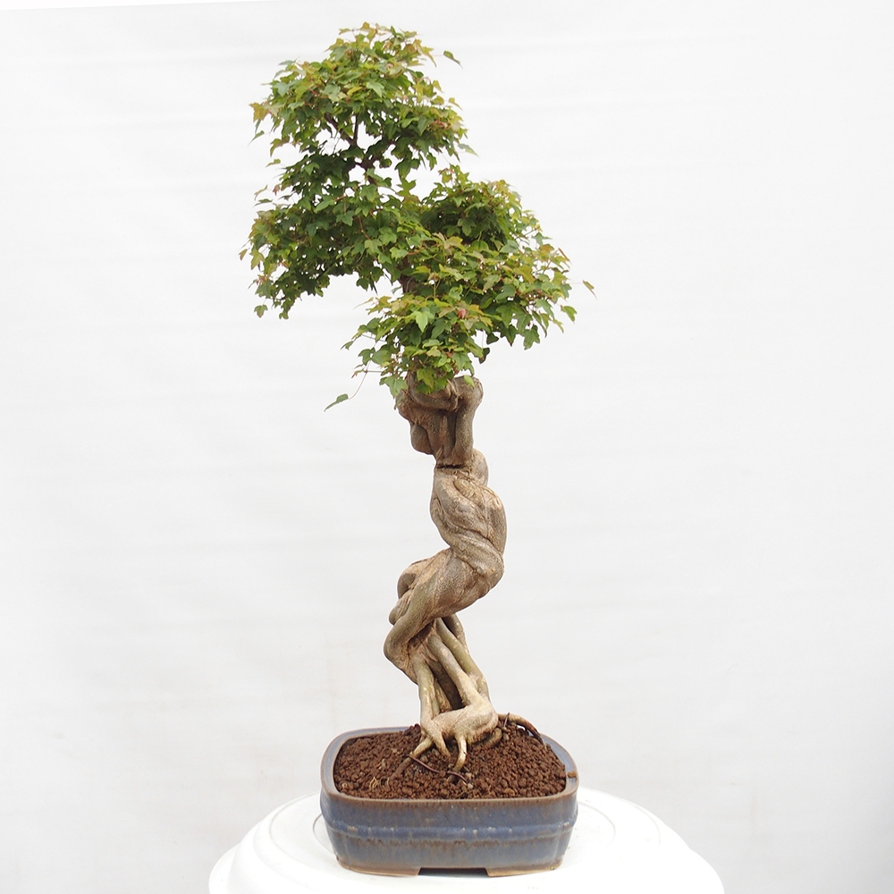 Vonkajšie bonsai - Javor Buergerianum - Javor Burgerův