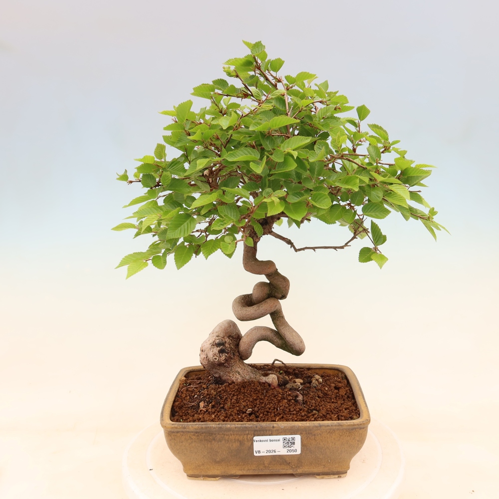 Vonkajší bonsaj -Carpinus coreana - Hrab kórejský