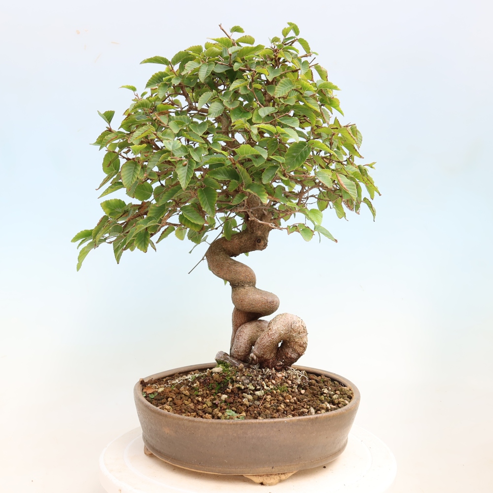 Vonkajšie bonsaje -Carpinus CARPINOIDES - Hrab kórejský