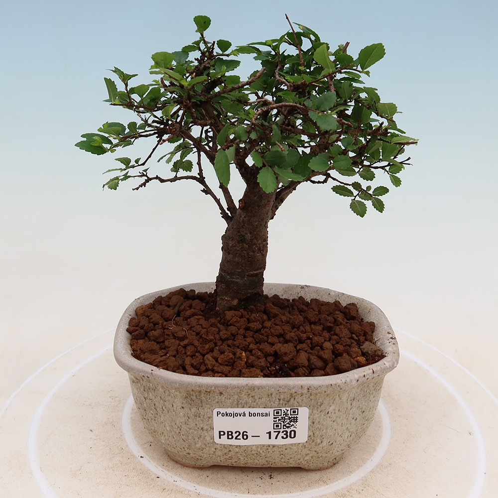Izbový bonsaj - Ulmus parvifolia - brest malolistý