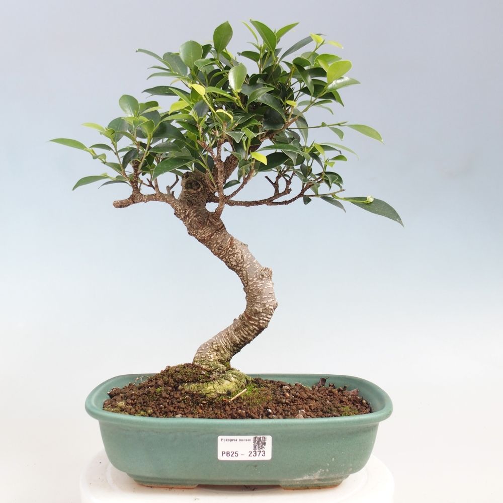 Izbová bonsai - Ficus kimmen - malolistá fikus