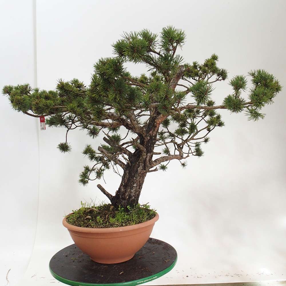Yamadori - Pinus sylvestris Španielsko