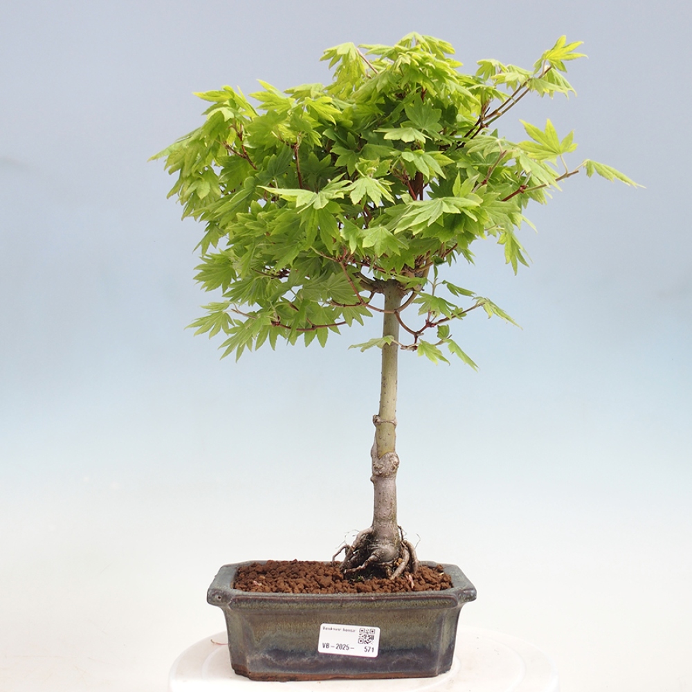 Vonkajší bonsai - Javor palmatum katsura GISAN - Javor dlanitolistý