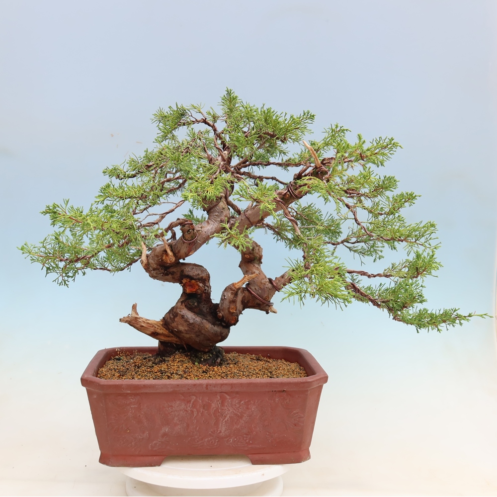 Vonkajší bonsai – Juniperus chinensis Itoigawa – čínsky jalovec