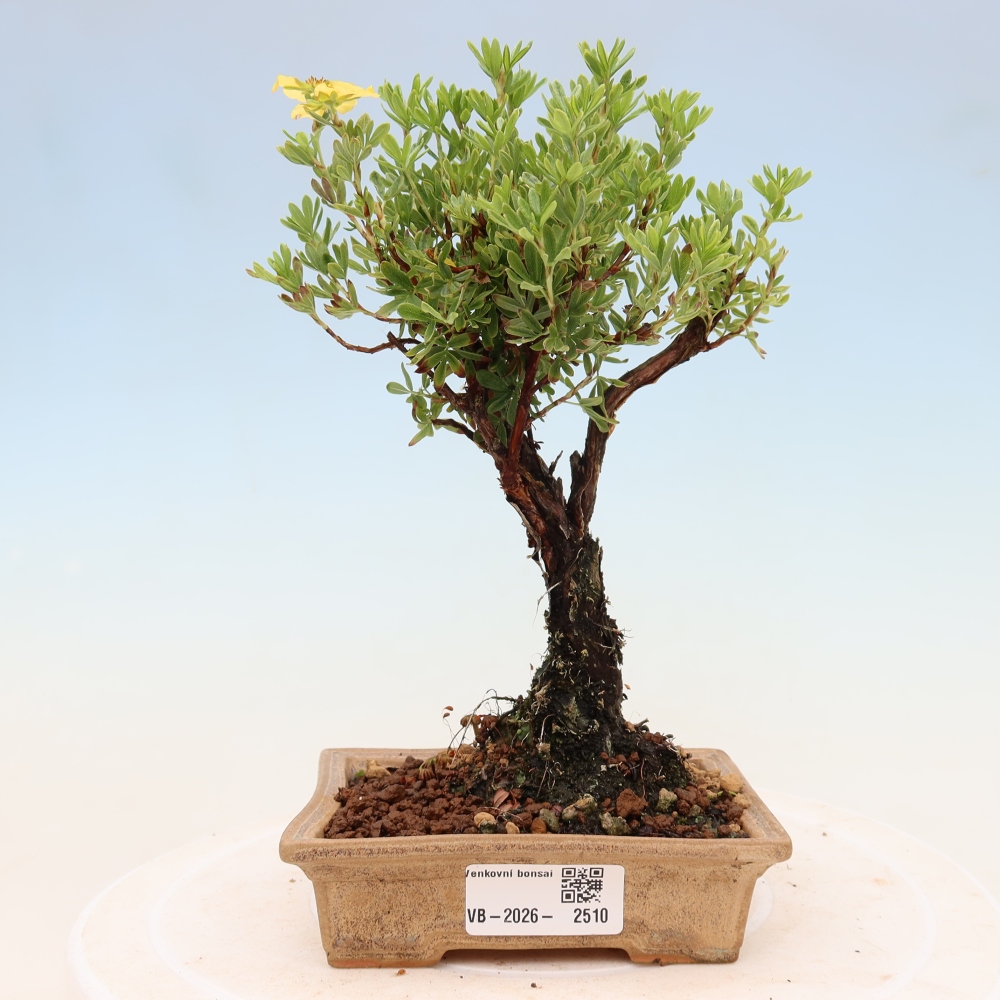 Vonkajšie bonsaje - Potentila fruticosa