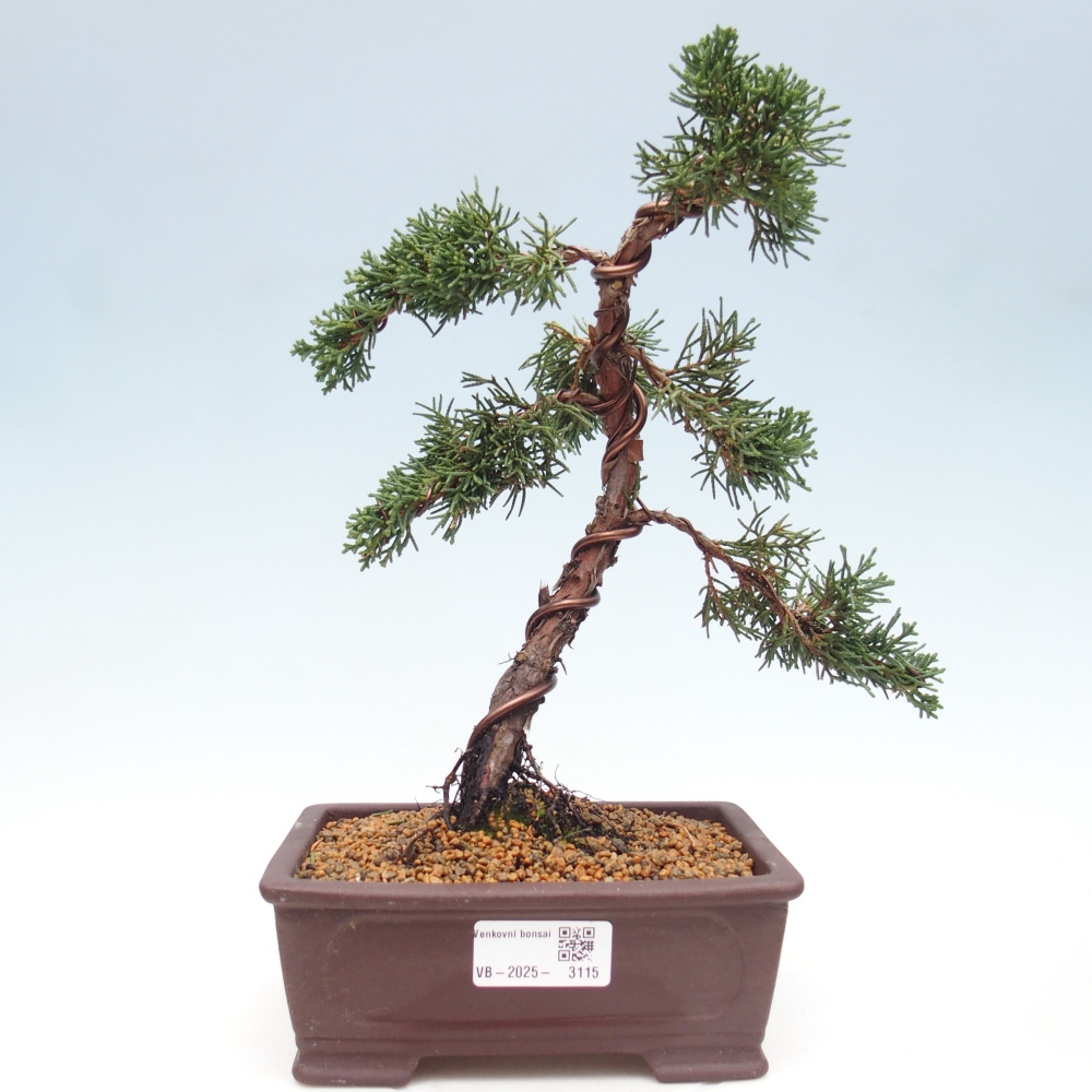 Vonkajší bonsai - Juniperus chinensis Kishu -Jalovec čínsky