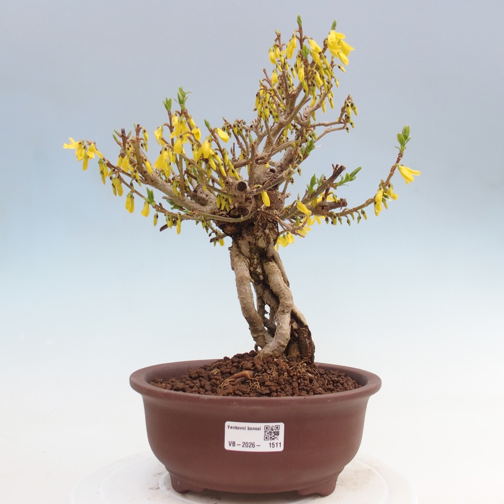 Vonkajšie bonsaje - Zlatice - Forsythia koreana