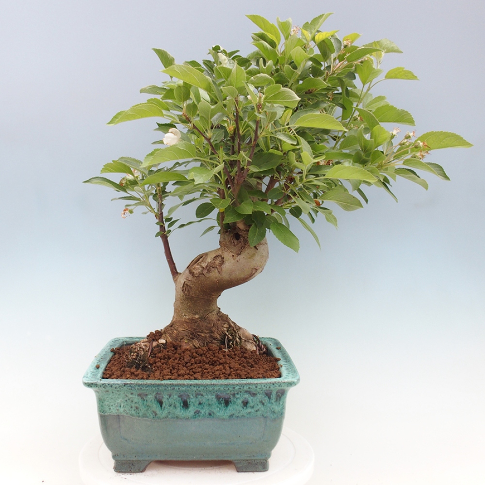 Vonkajší bonsai -Malus halliana - Maloplodá jabloň