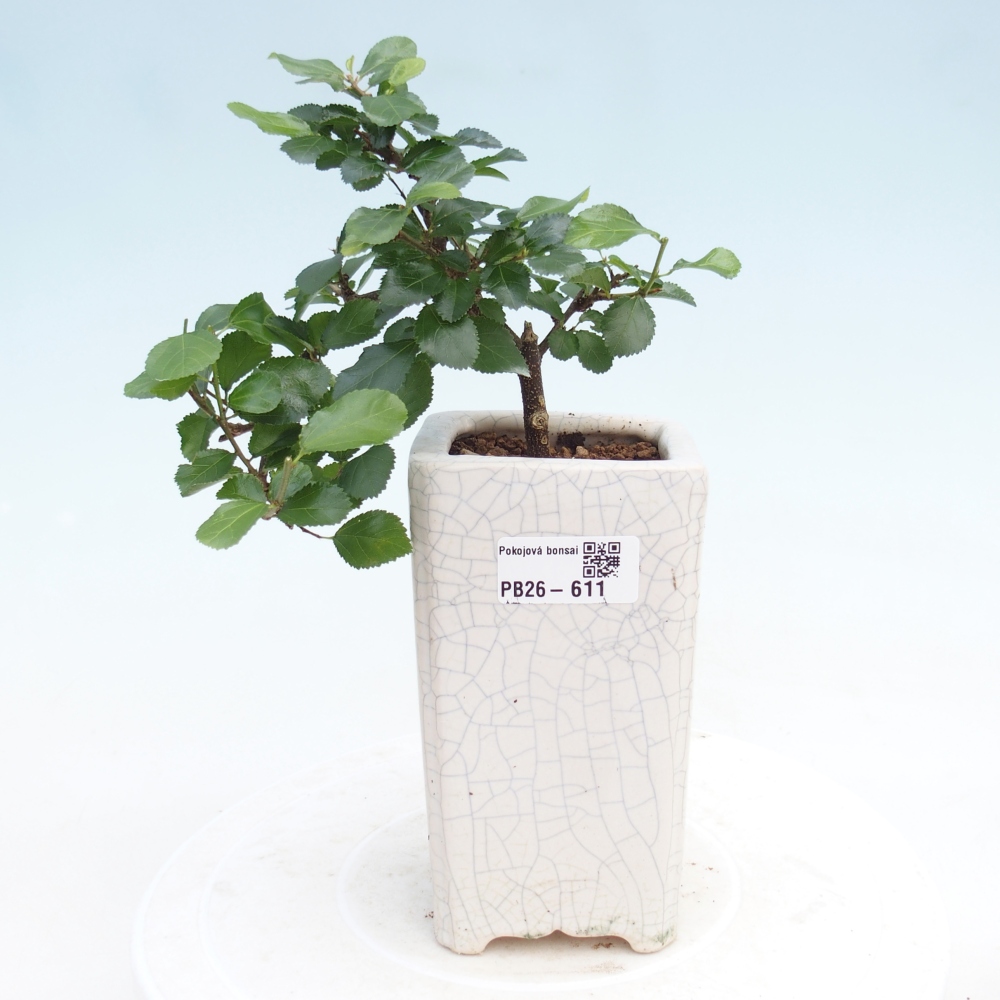 Izbový bonsaj - Grewia occidentalis - Levanduľová hviezdica