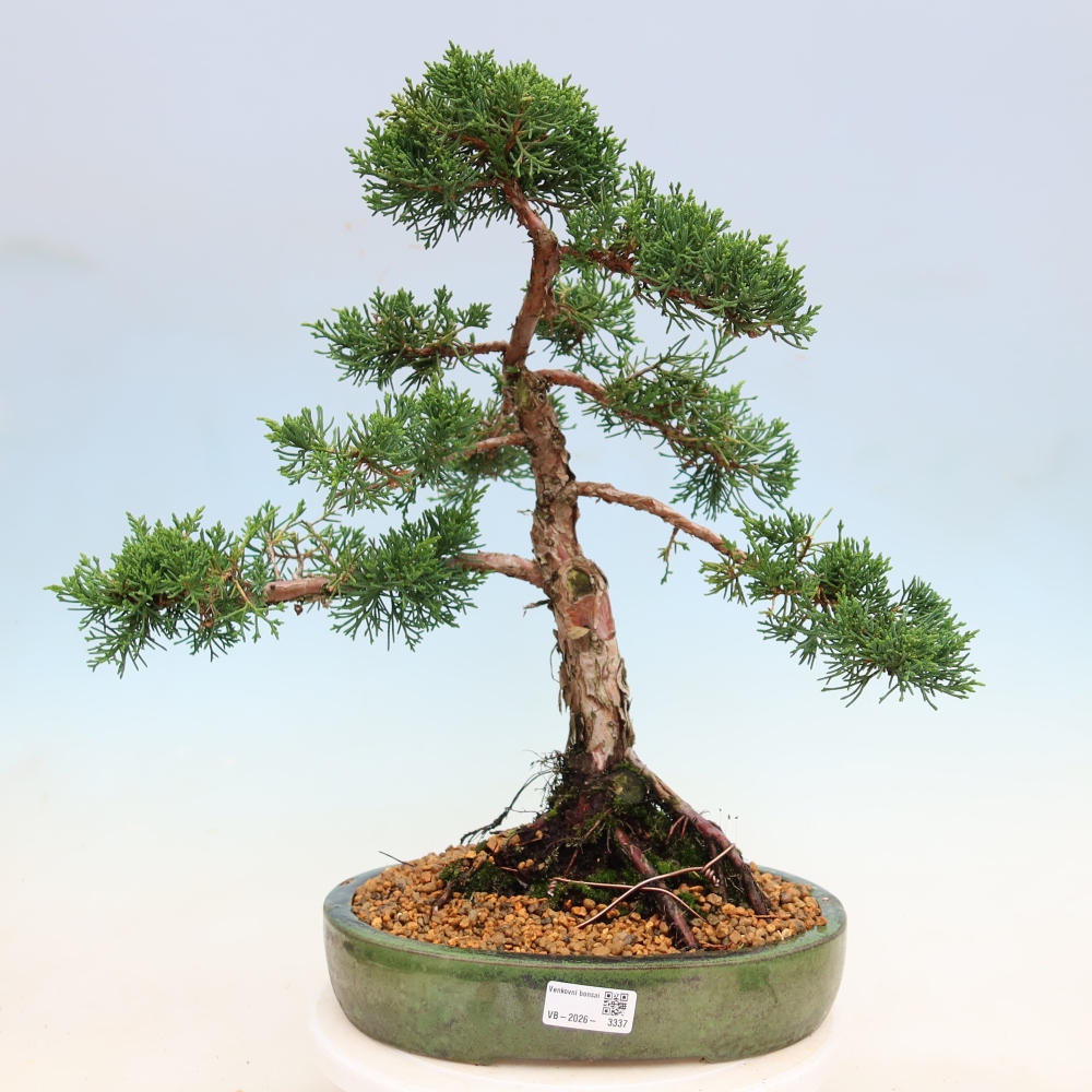Vonkajší bonsaj - Juniperus chinensis Kishu