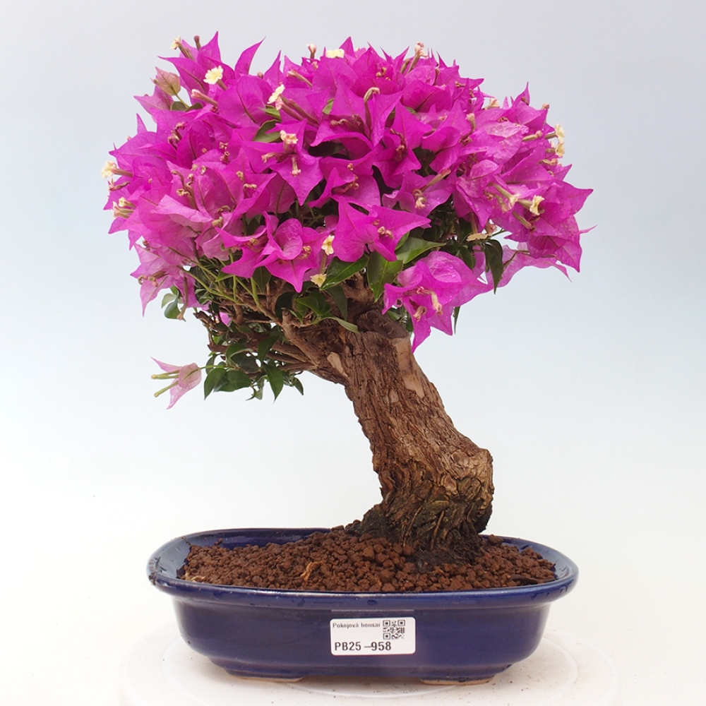 Izbová bonsai - Bouganwilea