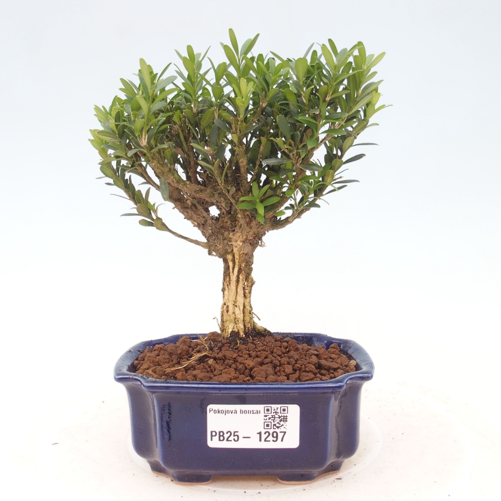 Izbová bonsai - Buxus harlandii - korkový buxus
