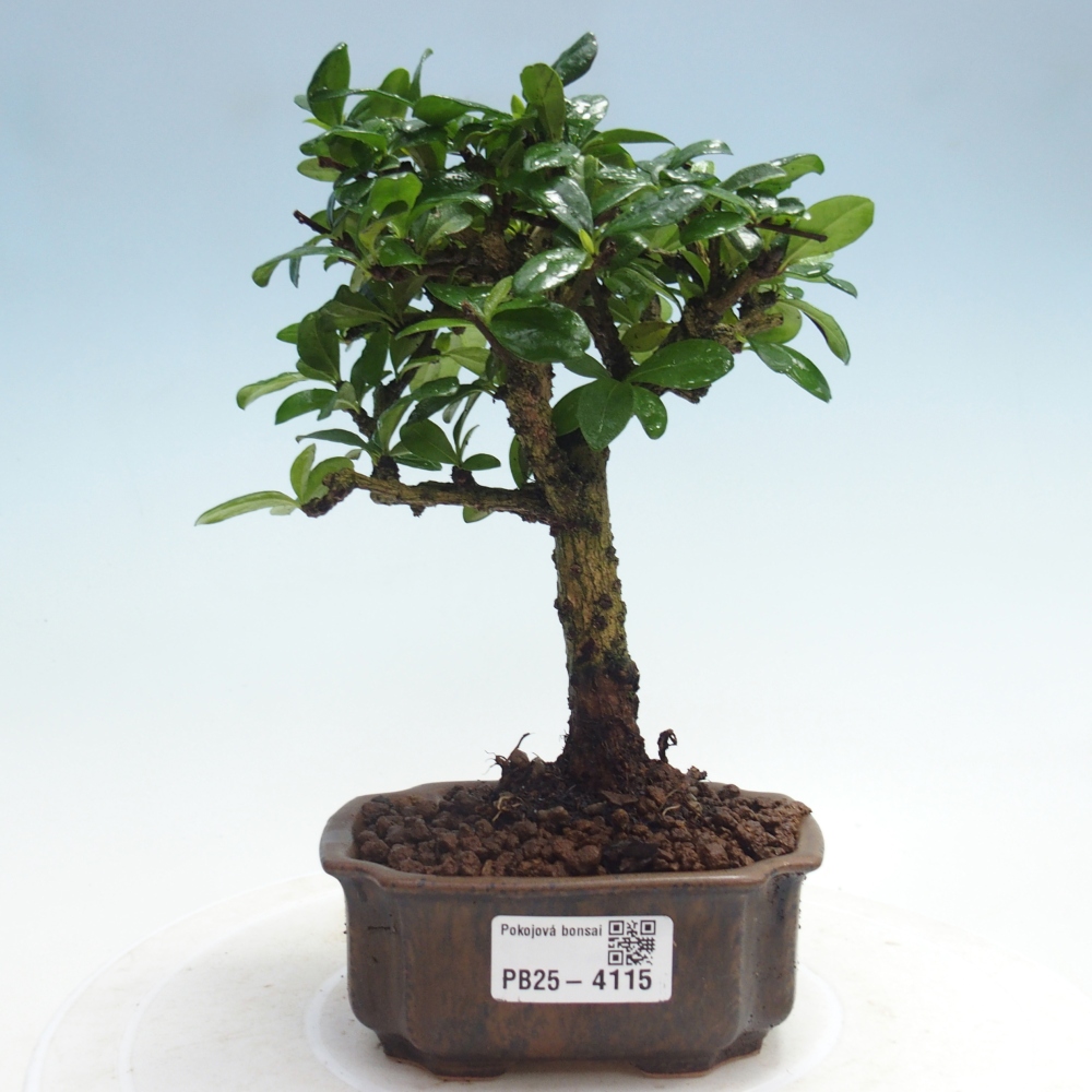 Izbová bonsai - Carmona macrophylla - Čaj fuki