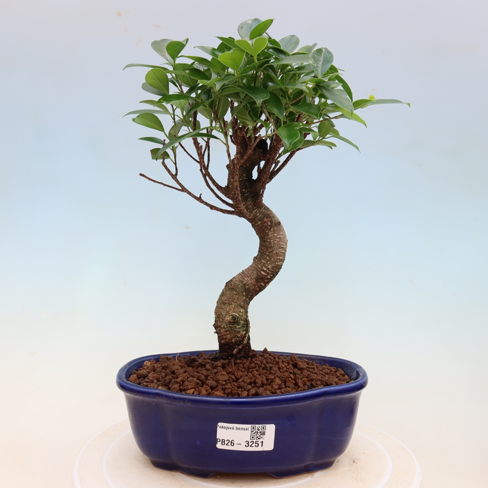Izbové bonsaje - Ficus kimmen - drobnolistý fikus