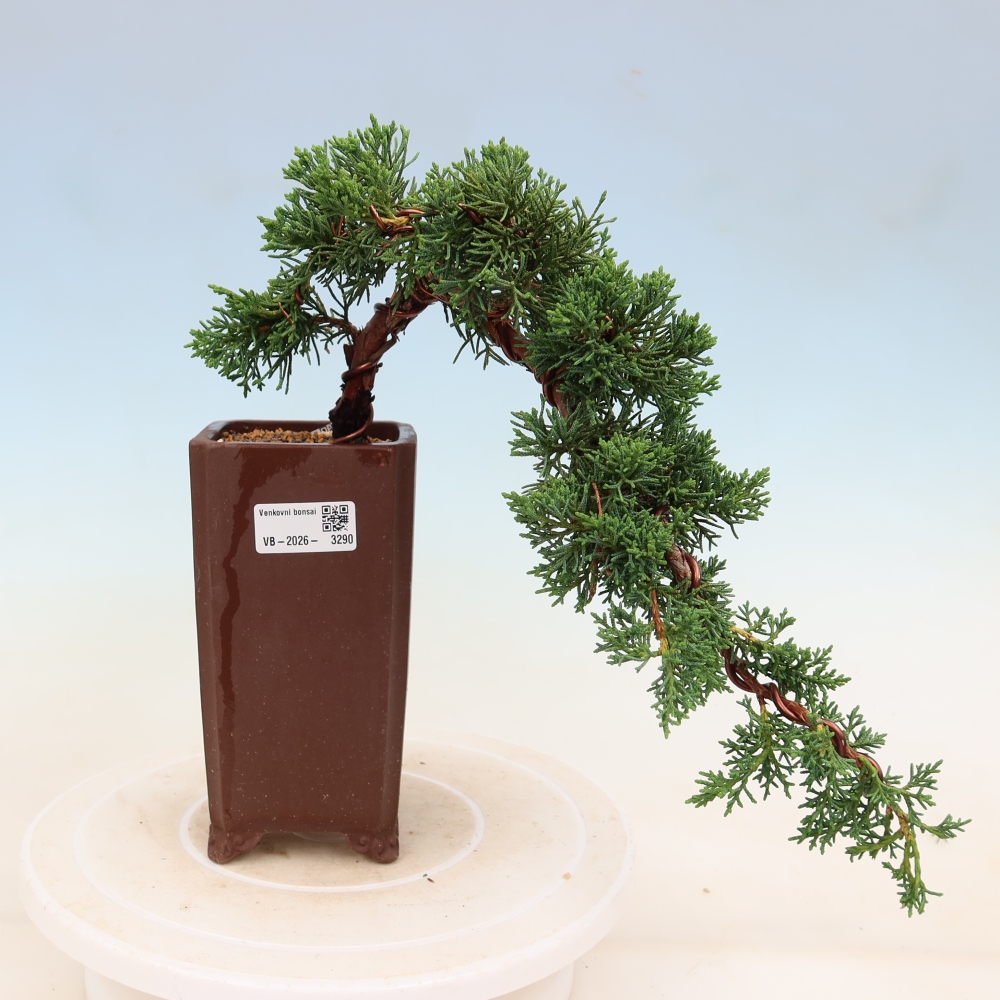 Vonkajší bonsaj - Juniperus chinensis Kishu