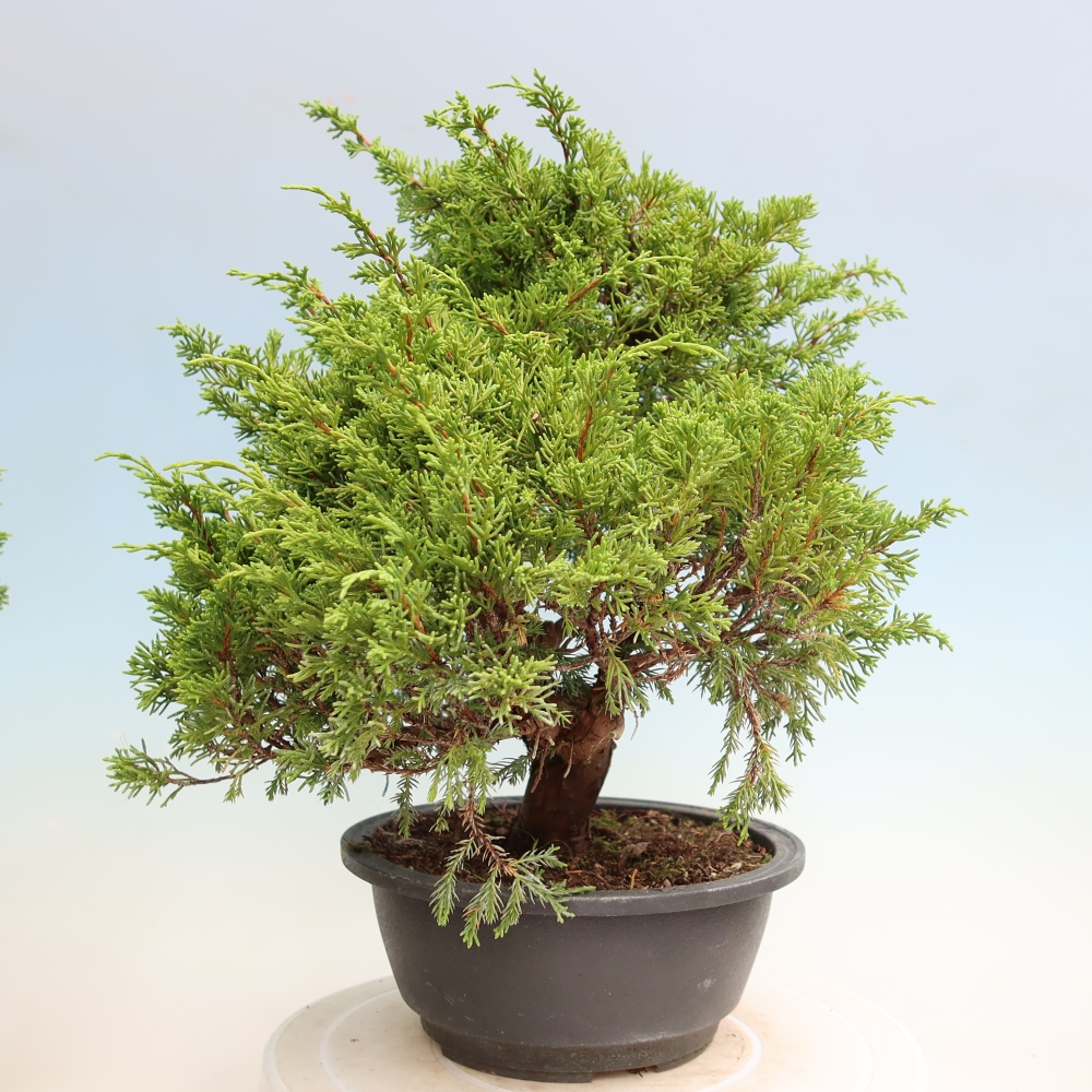 Vonkajší bonsai – Juniperus chinensis Itoigawa – čínsky jalovec