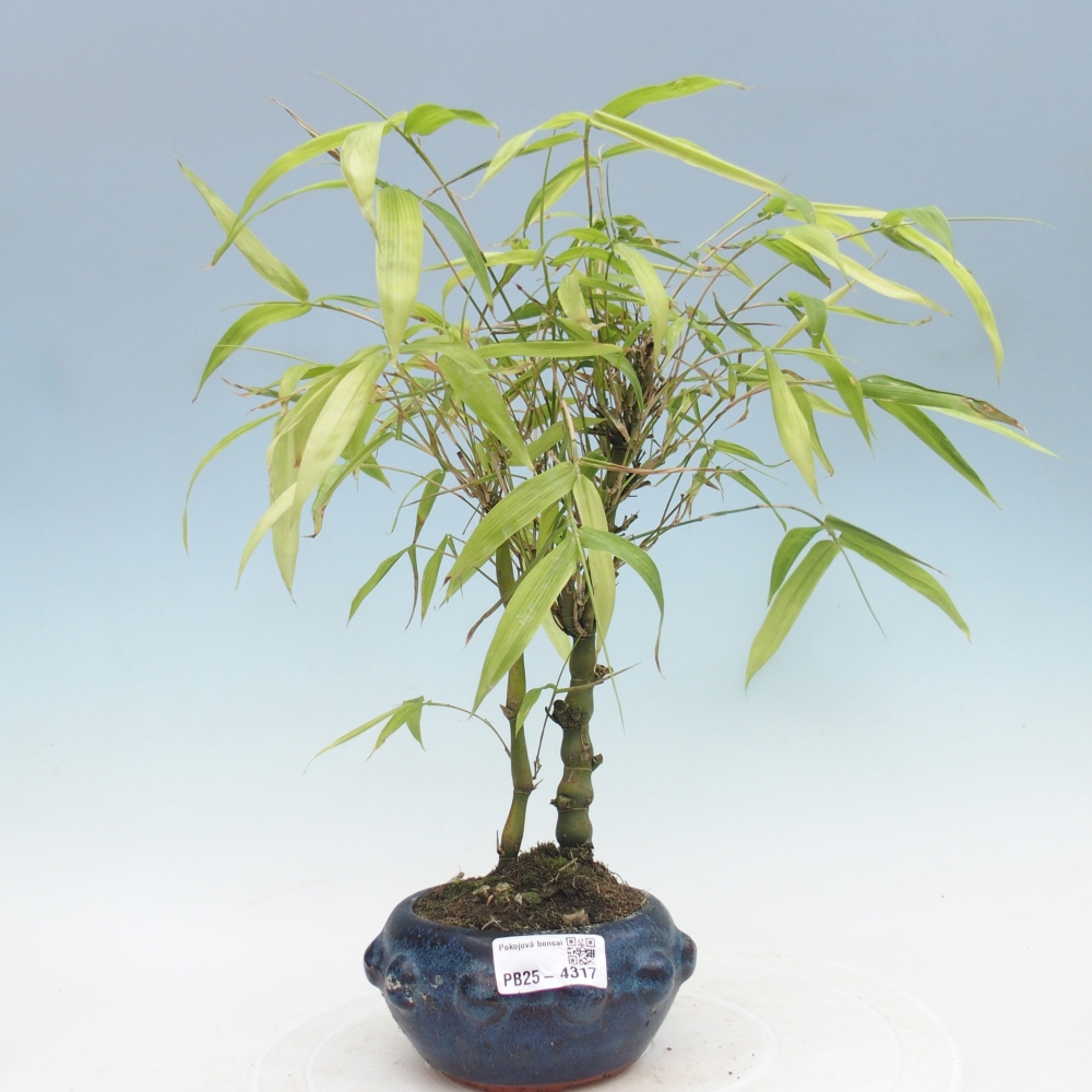 Izbové bonsaje - Bambusové brucho - Bambusové brucho