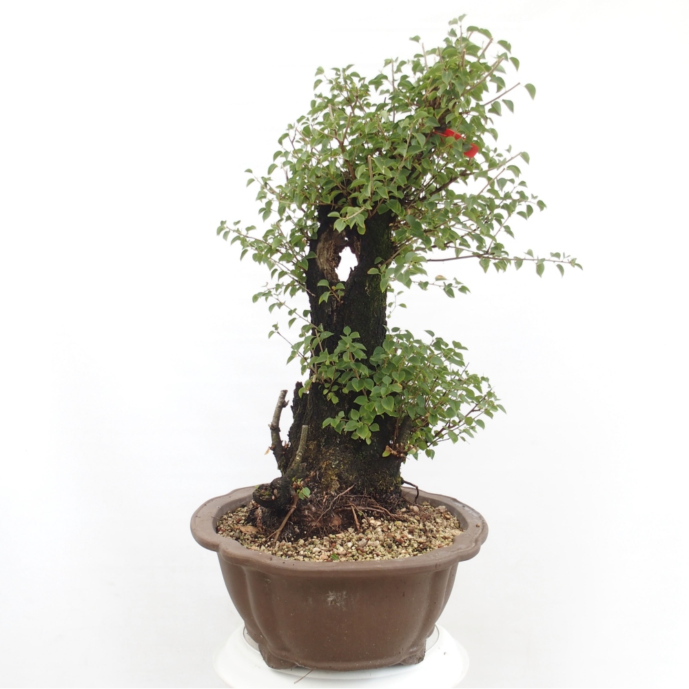 Vonkajšie bonsai - Mahalebka - Prunus mahalieb