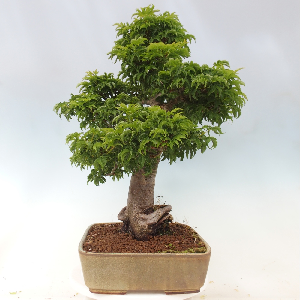 Vonkajšia bonsaj -Javorská palma Acer palmatum Shishigashira