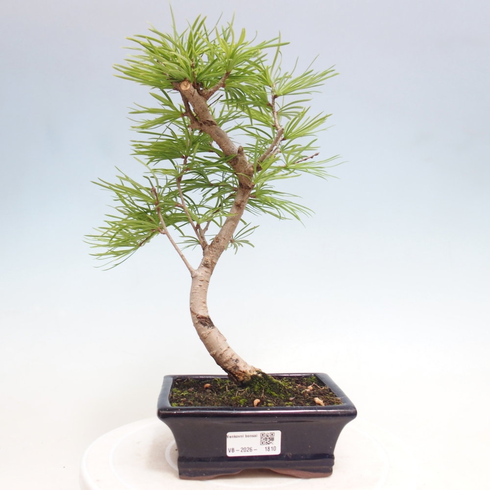 Vonkajšie bonsaje - Pseudolarix amabis-Pseudolarix amabis
