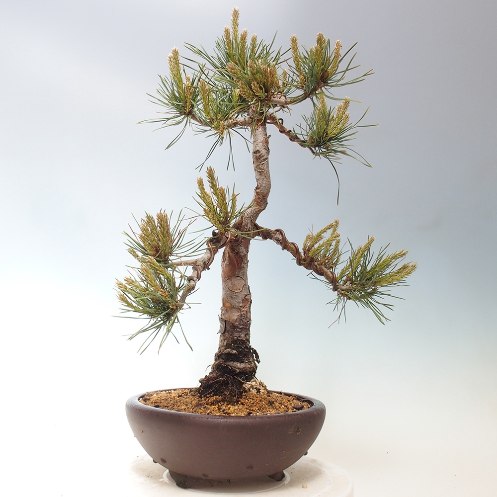 Vonkajšie bonsai - Pinus Sylvestris - Borovica lesná