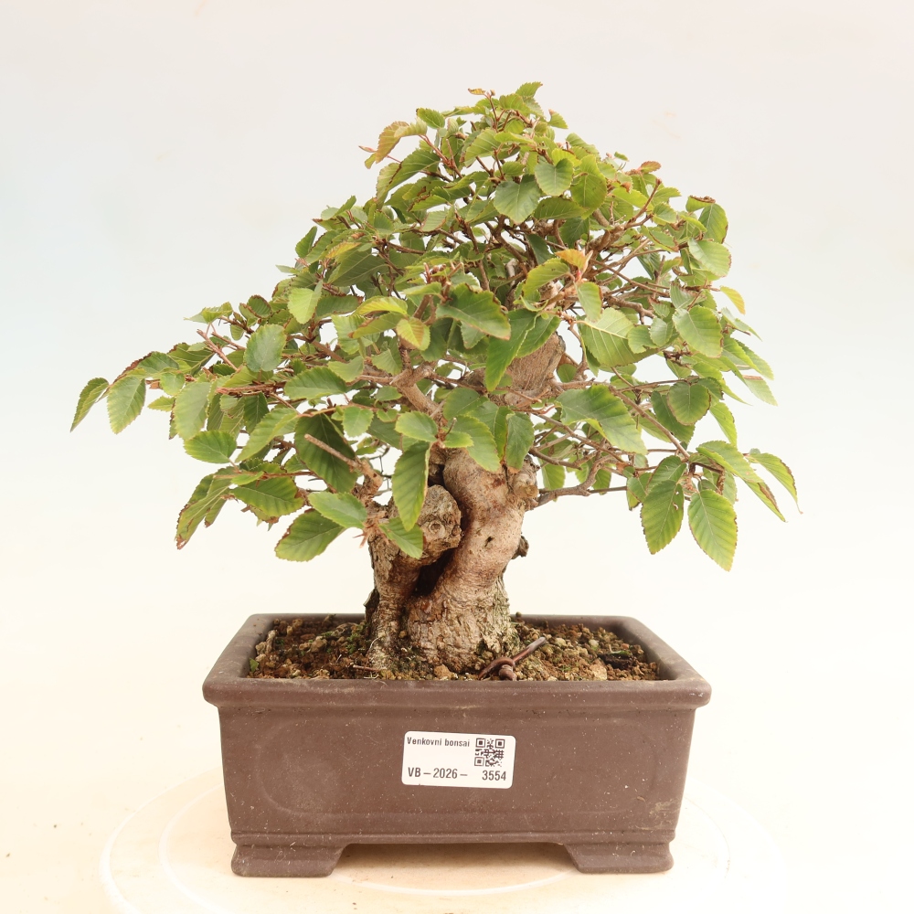 Vonkajšie bonsaje -Carpinus CARPINOIDES - Hrab kórejský