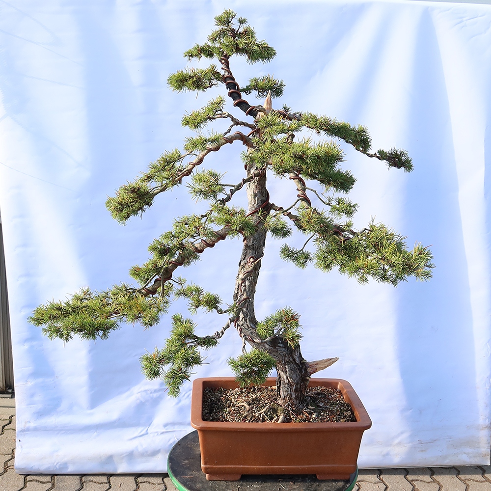 Pinus sylvestris Španielsko – borovica lesná
