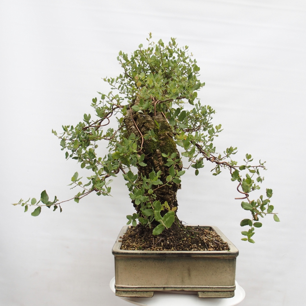 vonkajšie bonsai Quercus suber - Korkový dub