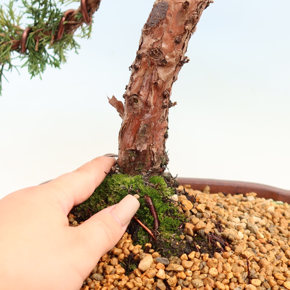 Vonkajší bonsaj - Juniperus chinensis Kishu