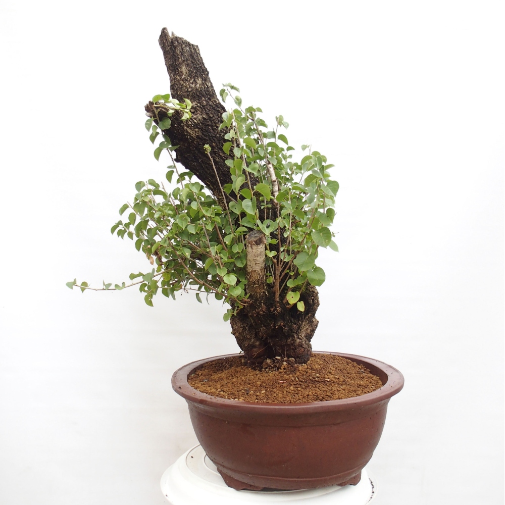 Vonkajšie bonsai - Mahalebka - Prunus mahalieb