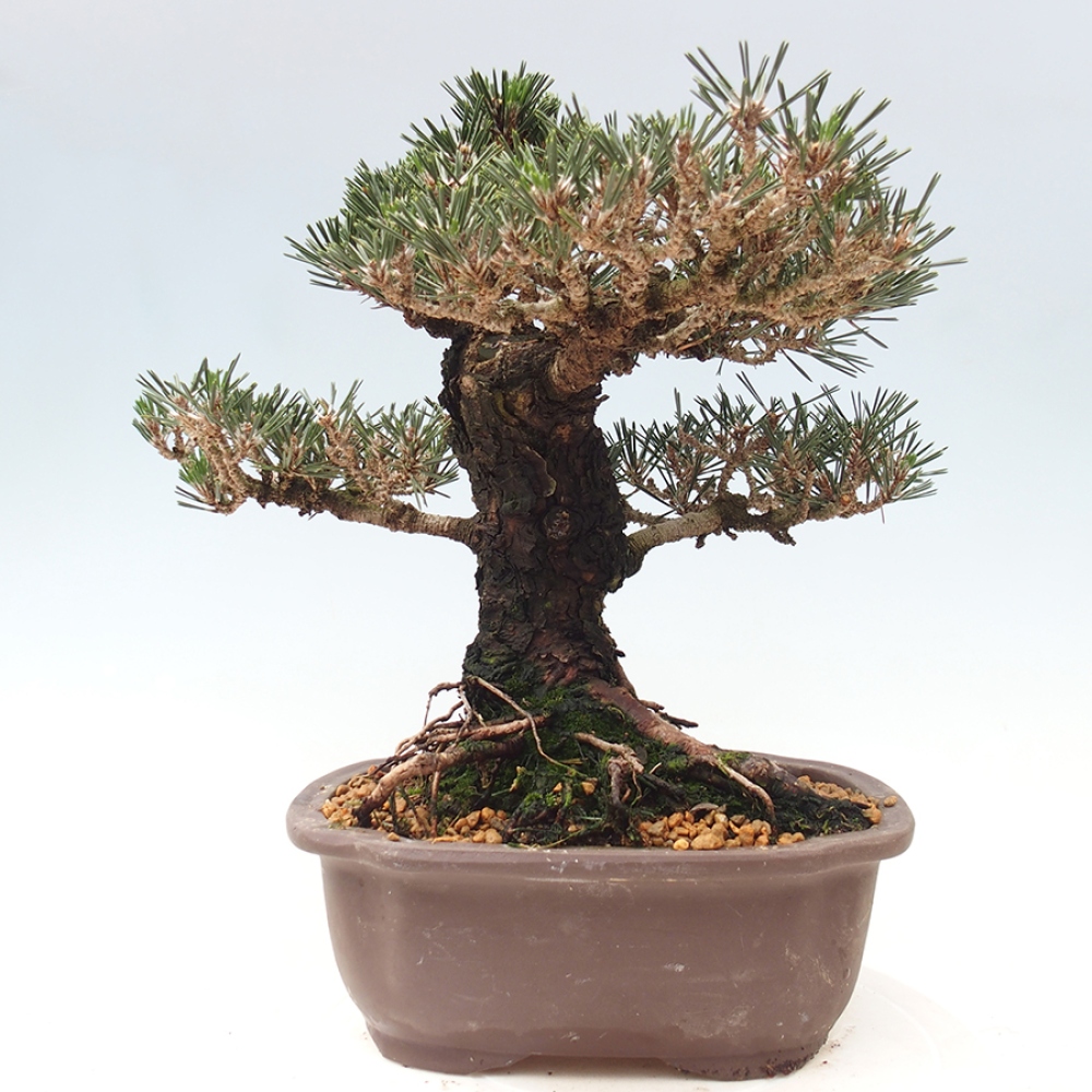 Vonkajšia bonsaj - Pinus thunbergii Kotobuki - borovica Thunbergova