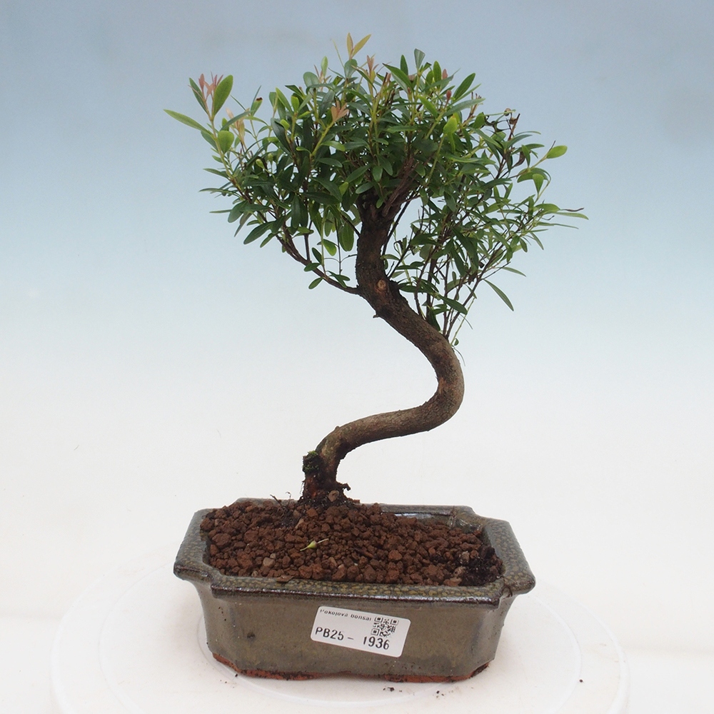 Izbová bonsai - Syzygium - pimentovníka