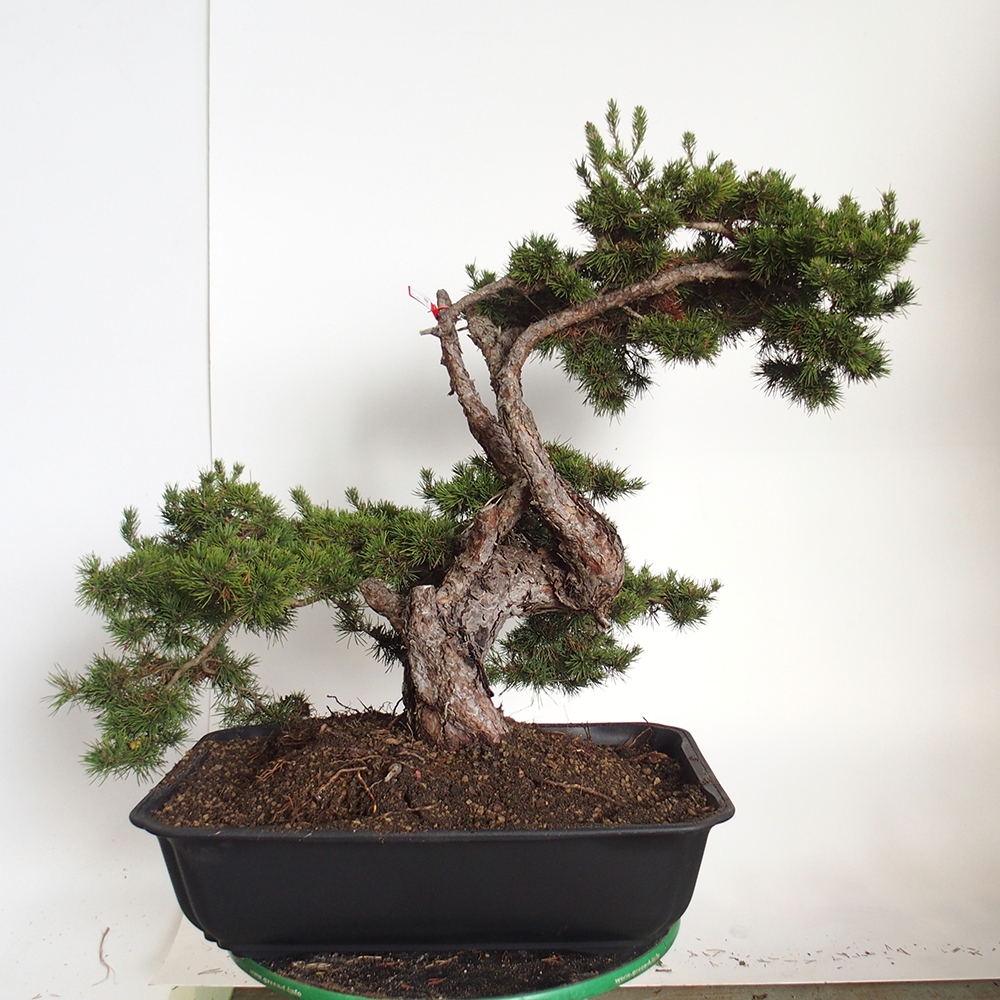 Yamadori - Pinus sylvestris Španielsko