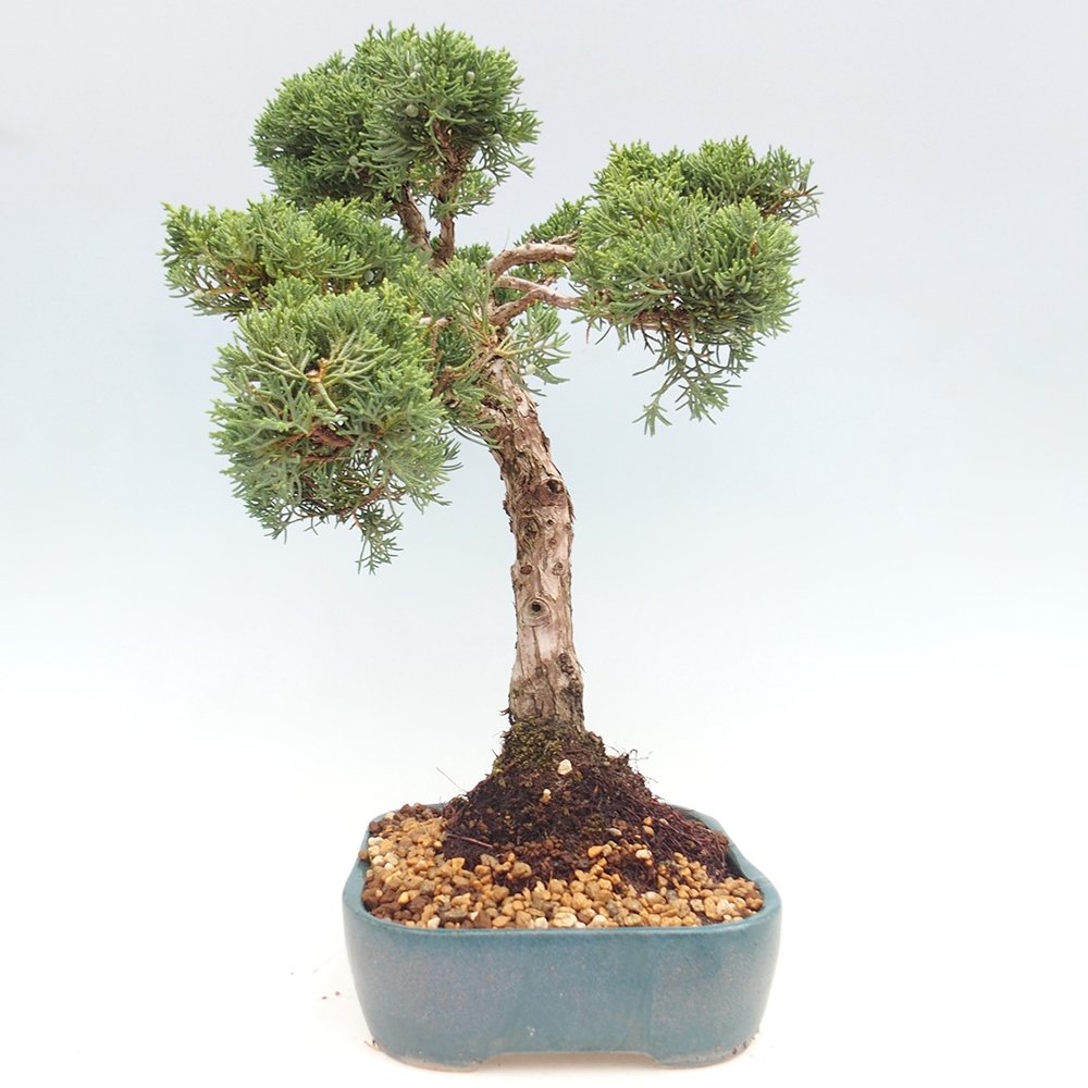 Vonkajší bonsai - Juniperus chinensis  - Borievka čínska 