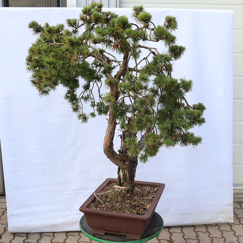 Pinus sylvestris Španielsko – borovica lesná