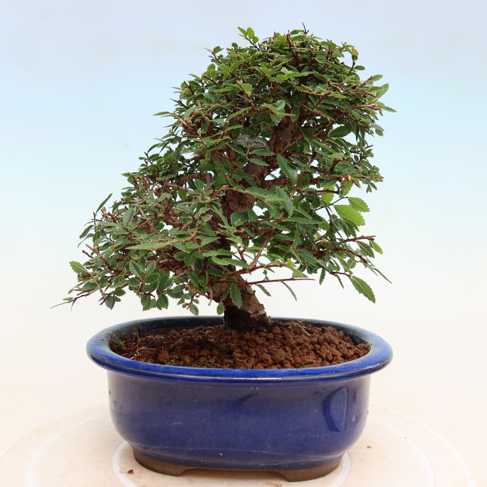 Vonkajšie bonsaje - Zelkova - Zelkova NIRE