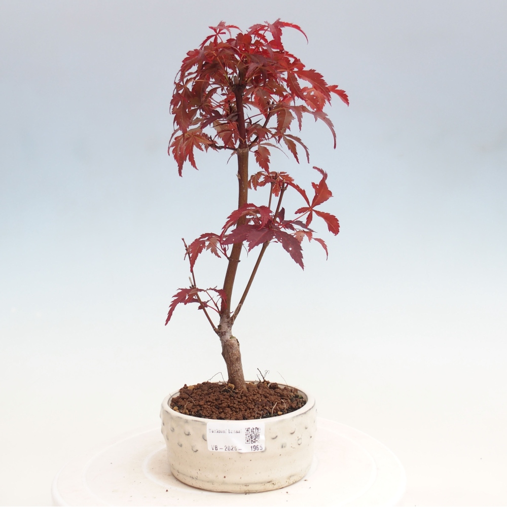 Vonkajší bonsai - Acer palm. Atropurpureum-Javor dlanitolistý