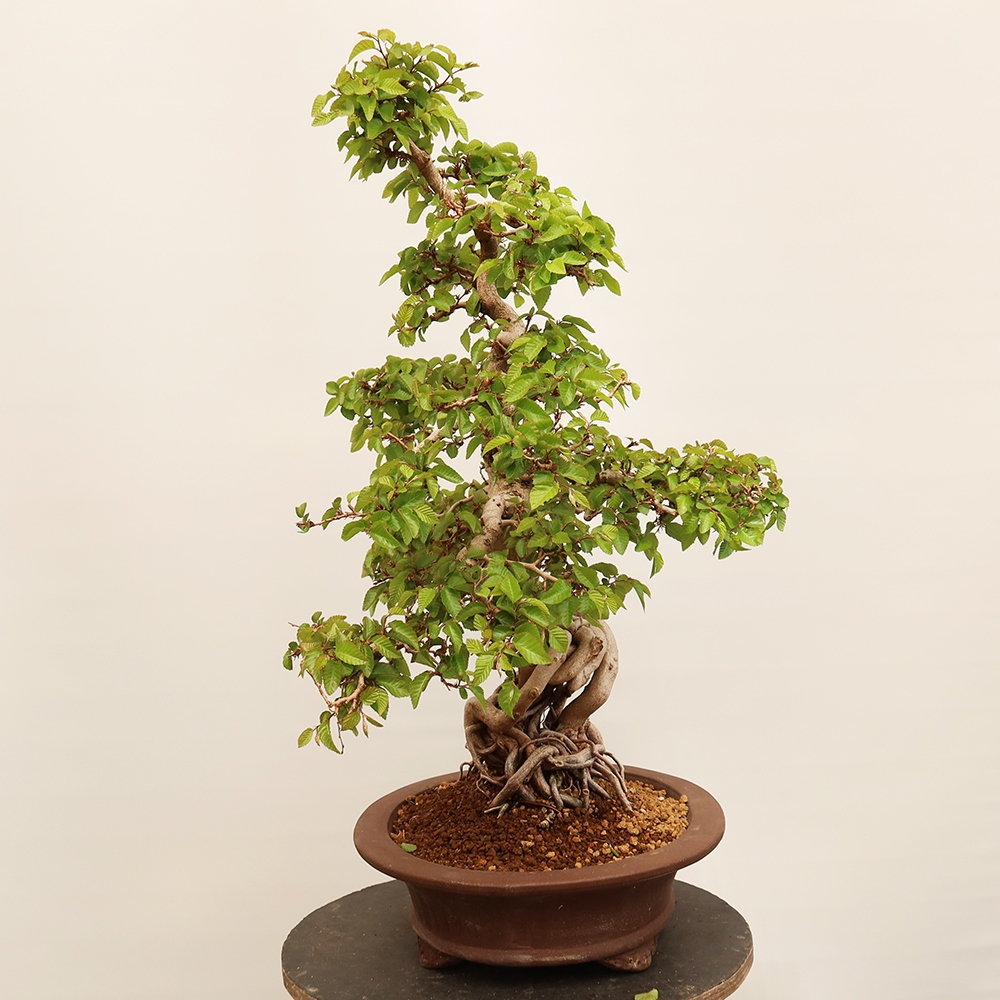Vonkajší bonsai -Carpinus Coreana - Hrab kórejský