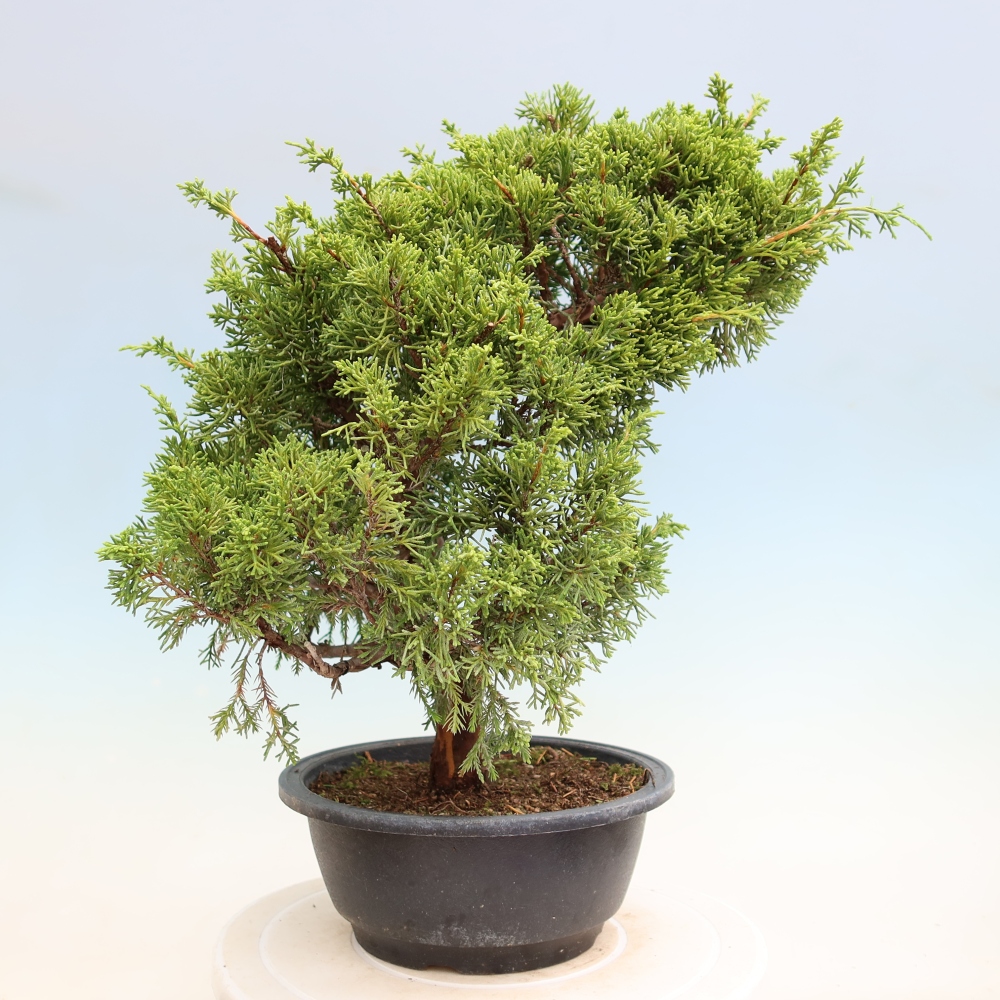 Vonkajší bonsai – Juniperus chinensis Itoigawa – čínsky jalovec