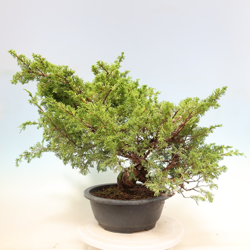 Vonkajší bonsai – Juniperus chinensis Itoigawa – čínsky jalovec