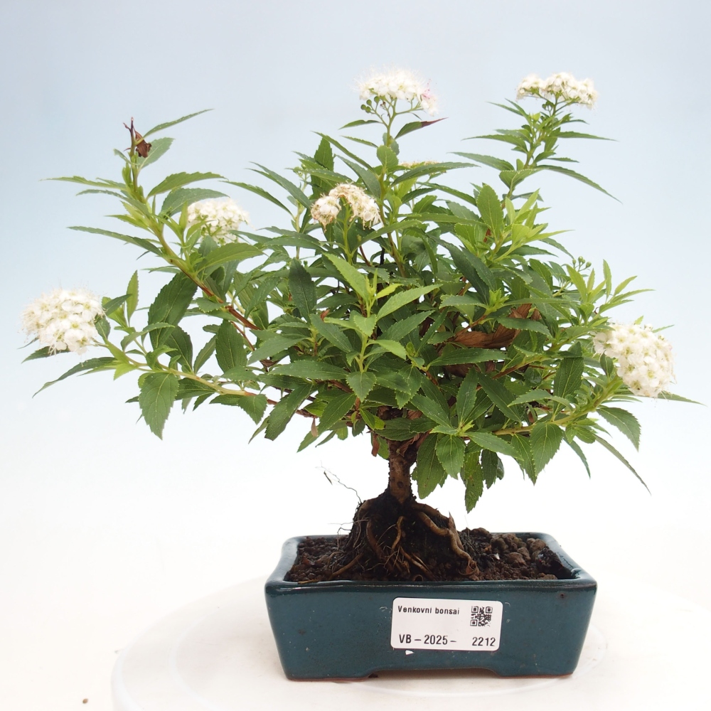 Vonkajší bonsai -malolistý tavoľník - Spirea japonica GENPSI