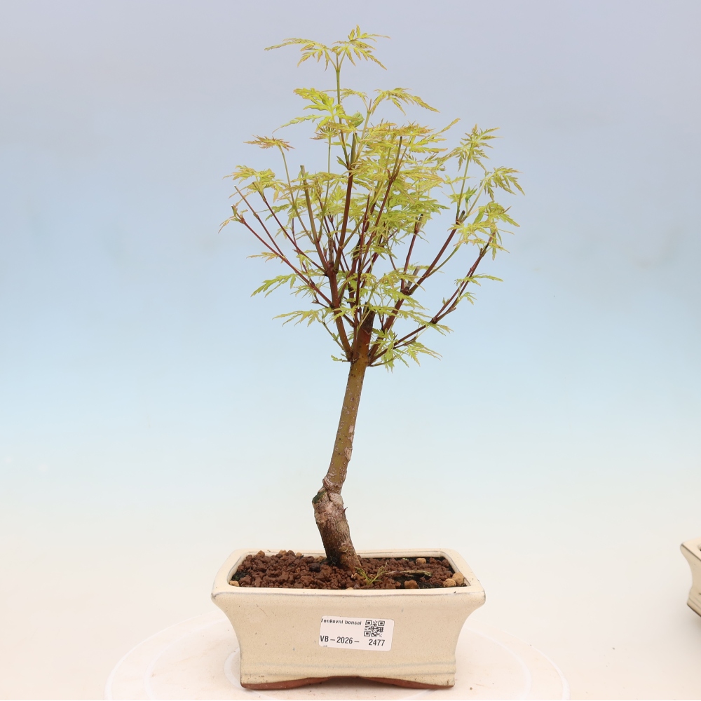 Vonkajší bonsai – Acer palmatum Dissectum – javor dlaňolistý 