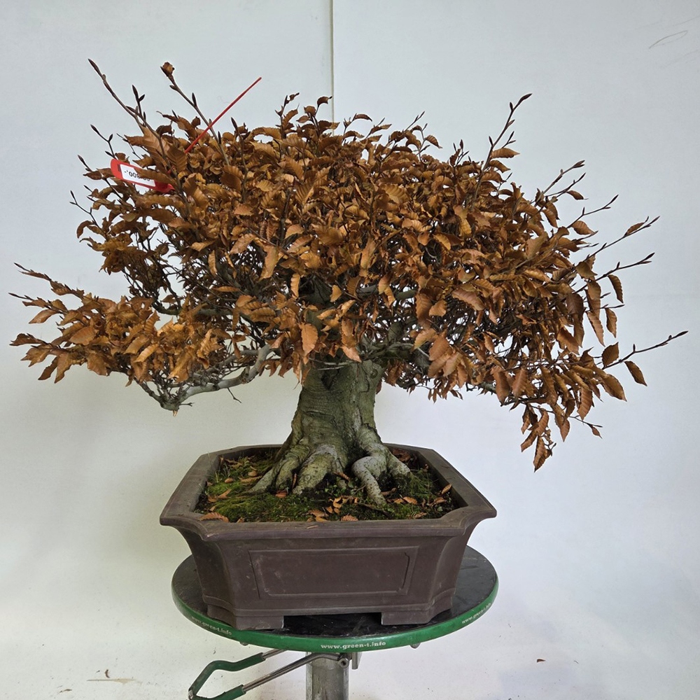 Vonkajšie bonsai -Fagus crenata