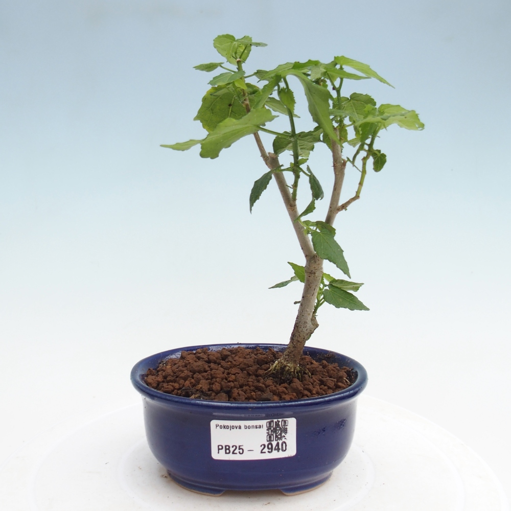 Izbová bonsai - Malvaviscus arboreus - ibištekovec drevnatý