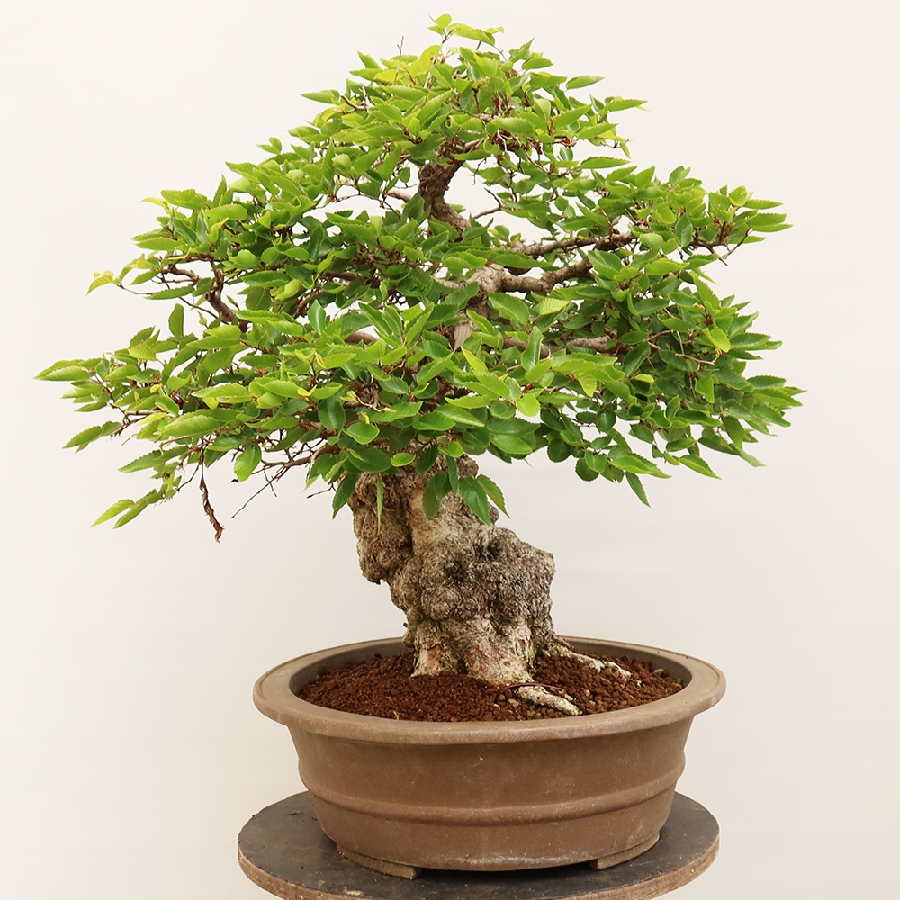Vonkajší bonsai -Carpinus Coreana - Hrab kórejský