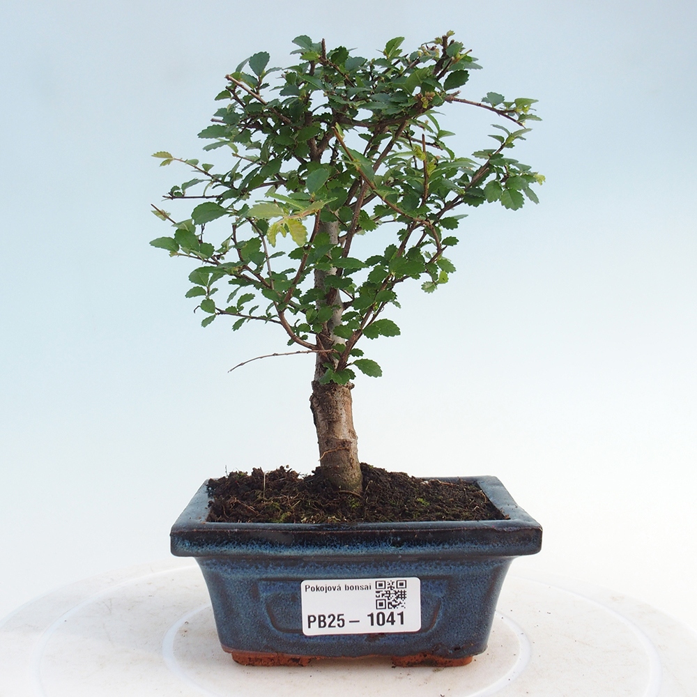 Izbová bonsai - Ulmus parvifolia - Malolistý brest