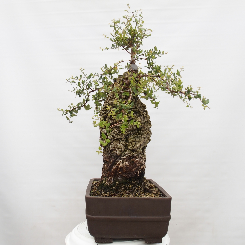 vonkajšie bonsai Quercus suber - Korkový dub