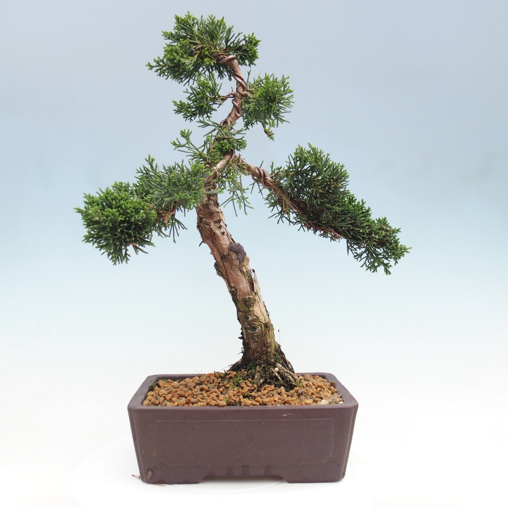 Vonkajší bonsaj - Juniperus chinensis Kishu