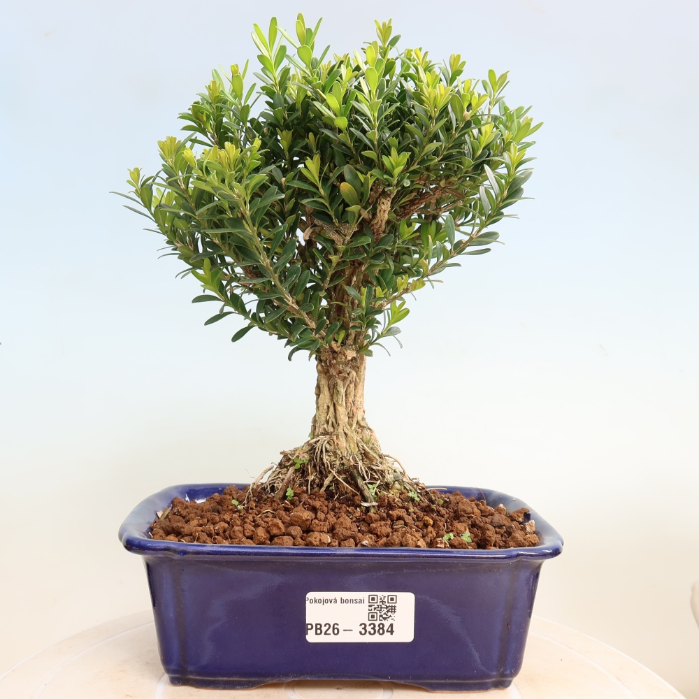 Izbové bonsaje - Buxus harlandii - korkový buxus